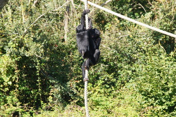 Deux Bonobo jouant avec une corde