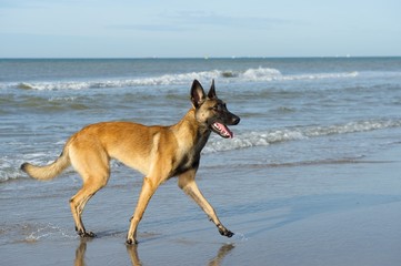 belgian shepherd dog near the sea