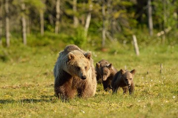 Brown bear with cubs walking in the bog