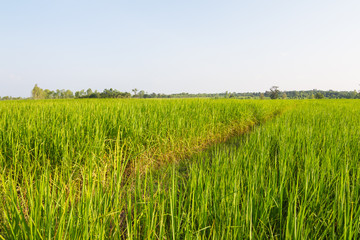 Green rice field