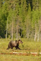 Brown bear cub walking in the bog