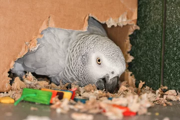 Fotobehang African Grey parrot chewing cardboard box making a nest © Nicky Rhodes