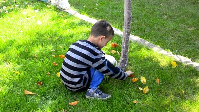 Boy collecting leaves in the park