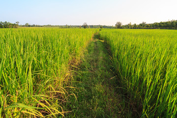 Pathway in green rice field