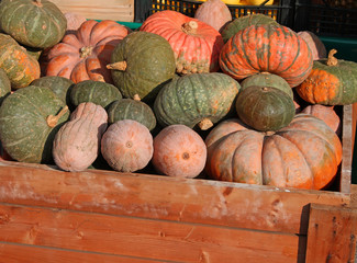 Many mature pumpkins for sale directly by the farmer