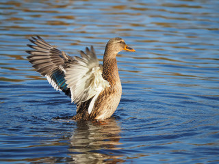 duck flaps its wings