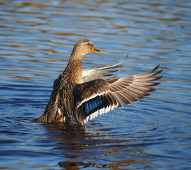 duck flaps its wings