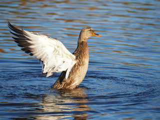 duck flaps its wings