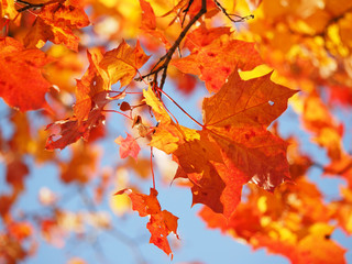 maple leaves in autumn