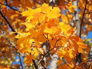 maple leaves in autumn