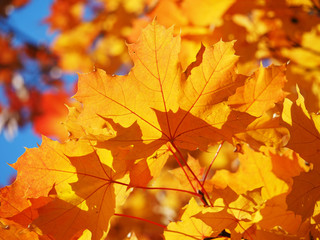 maple leaves in autumn