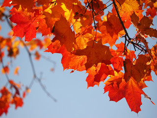 maple leaves in autumn