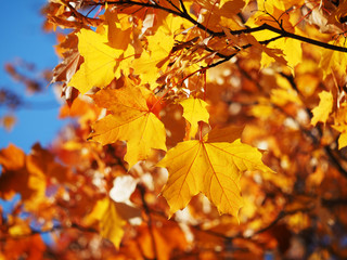 maple leaves in autumn