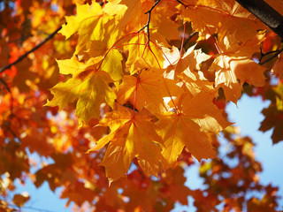 maple leaves in autumn