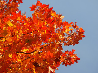 maple leaves in autumn