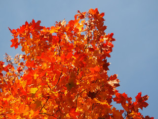 maple leaves in autumn