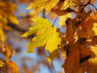 maple leaves in autumn