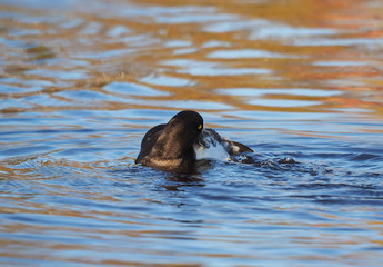 duck on the lake