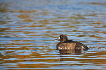 duck on the lake