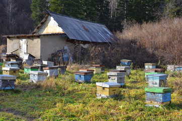 Старая пасека