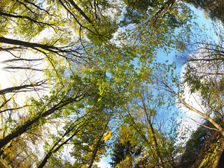 crown trees