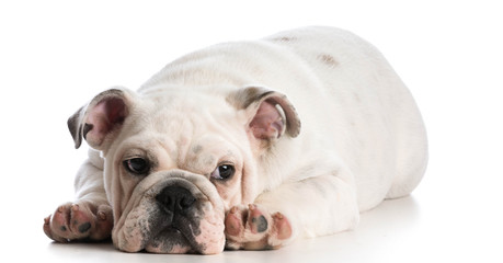 Fototapeta premium cute puppy