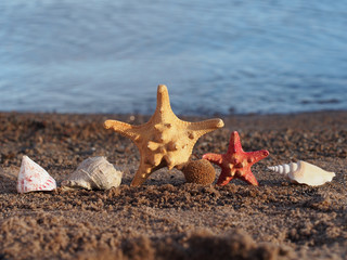 Starfish and seashells on the shore of Lake