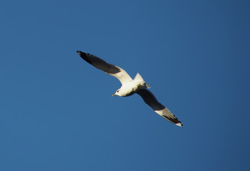 seagull in flight