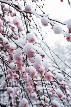 雪に咲く梅の花