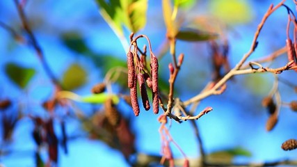 tree fruits against the sky