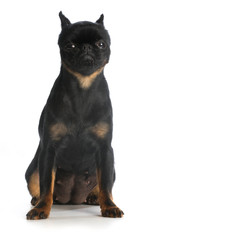 Obraz premium brussels griffon