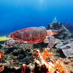 Naklejka na ściany i meble Green Sea Turtle near Coral Reef, Bali