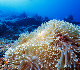Naklejka na ściany i meble Tropical Fishes near Colorful Coral Reef