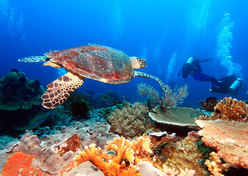 Fototapeta Zielony żółw morski blisko rafy koralowej, Bali