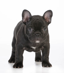 french bulldog puppy
