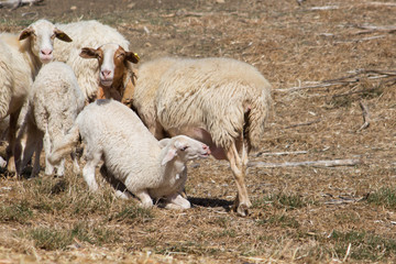Obraz premium sheep and lamb