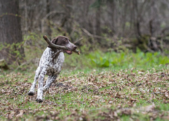 german shorthaired pointer