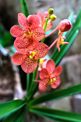 Orchid flower