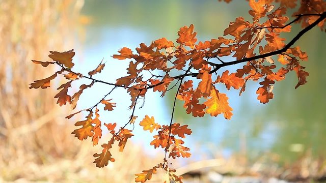 tree oak yellow leaves