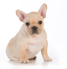 Fototapeta premium cute puppy