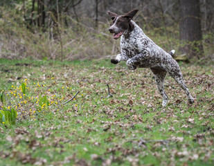 german shorthaired pointer