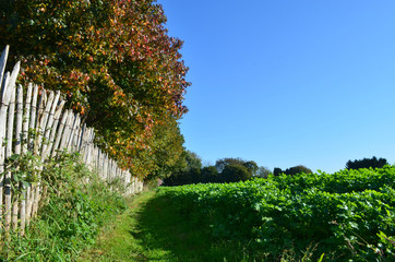 field surrounded by trees