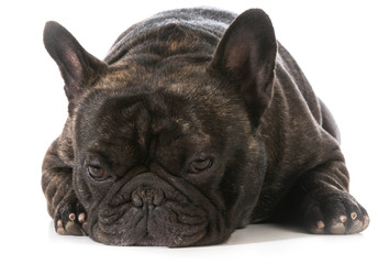 french bulldog