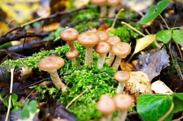 Honey agaric mushroom