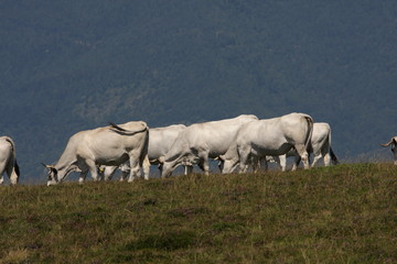 Obraz premium Vache gasconne,Pyrénées