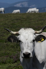 Vache gasconne,Pyr&eacute;n&eacute;es