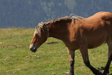 Fototapeta premium Cheval,Pyrénées audoises