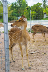 chital doe with white spots