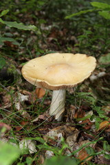 Russule de fiel (russula fellea)