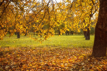 Obraz premium Golden leaves on branch, autumn wood with sun rays